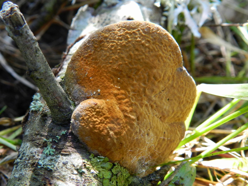 Phellinus sp.
